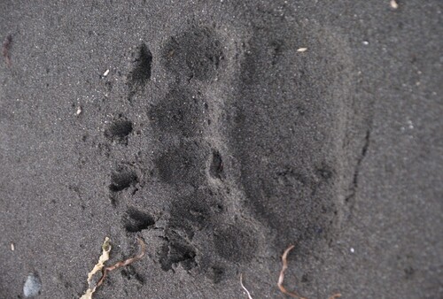 Bear Track at Aniakchak National Monument and Preserve